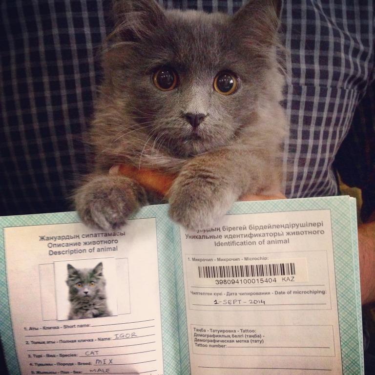 cat kitten pet passport pet-travel