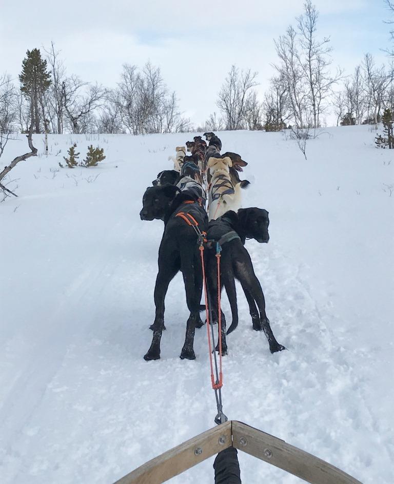 Dog sledding Arctic circle Abisko