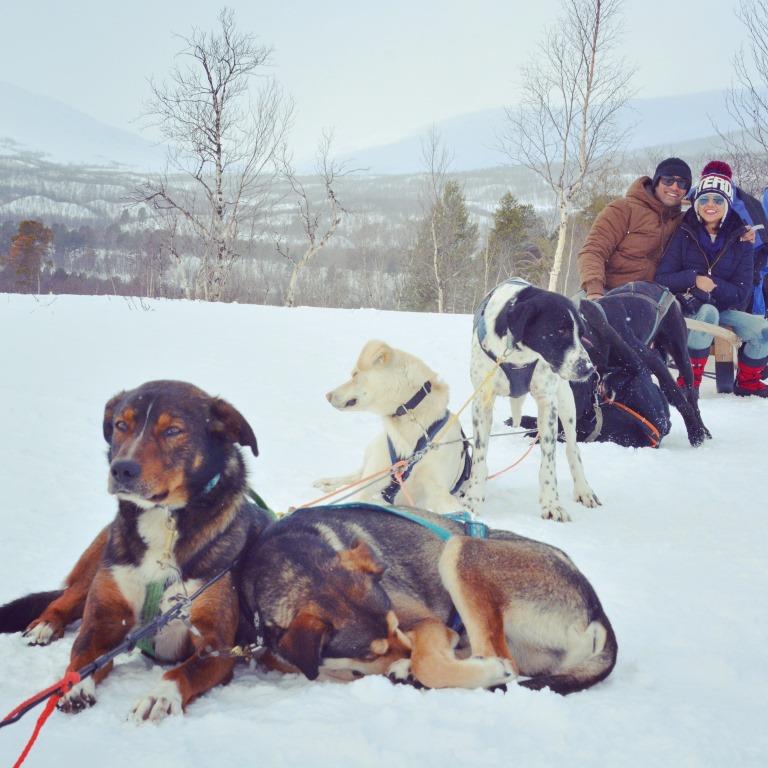 Dog sledding Arctic circle Abisko