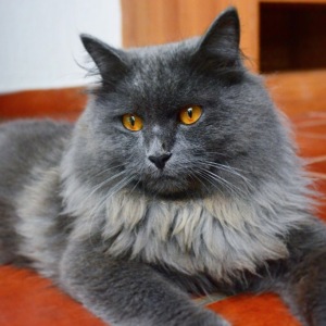 Igor cat kitten