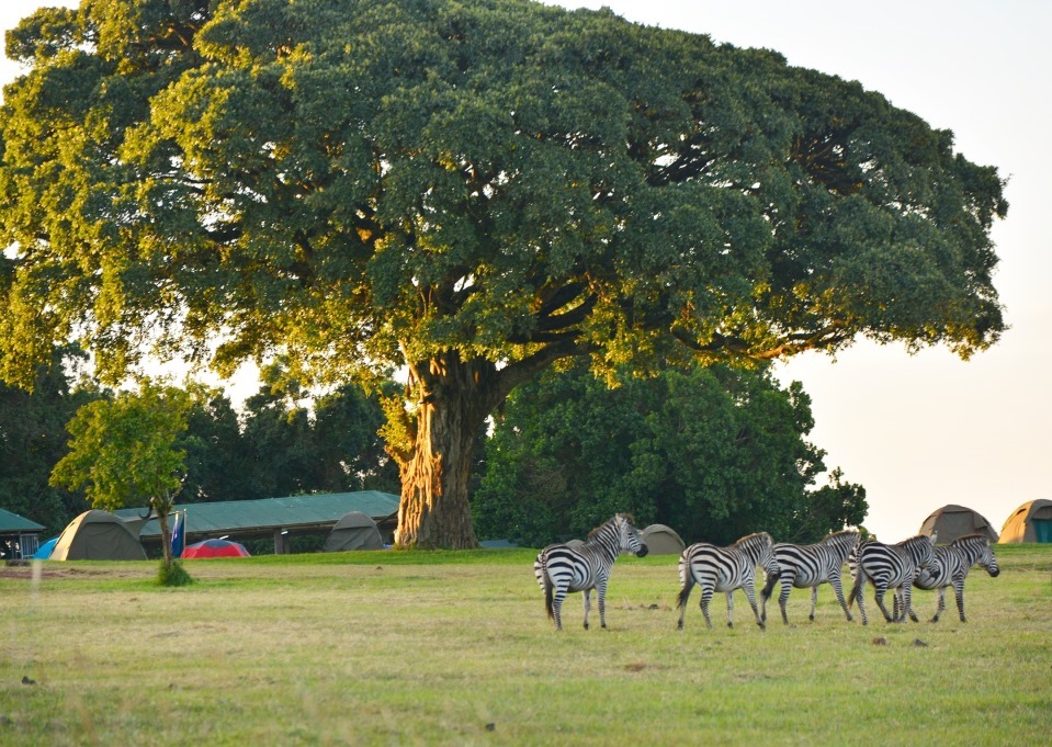 Ngorongoro crater campsite