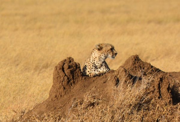 Serengeti Chettah