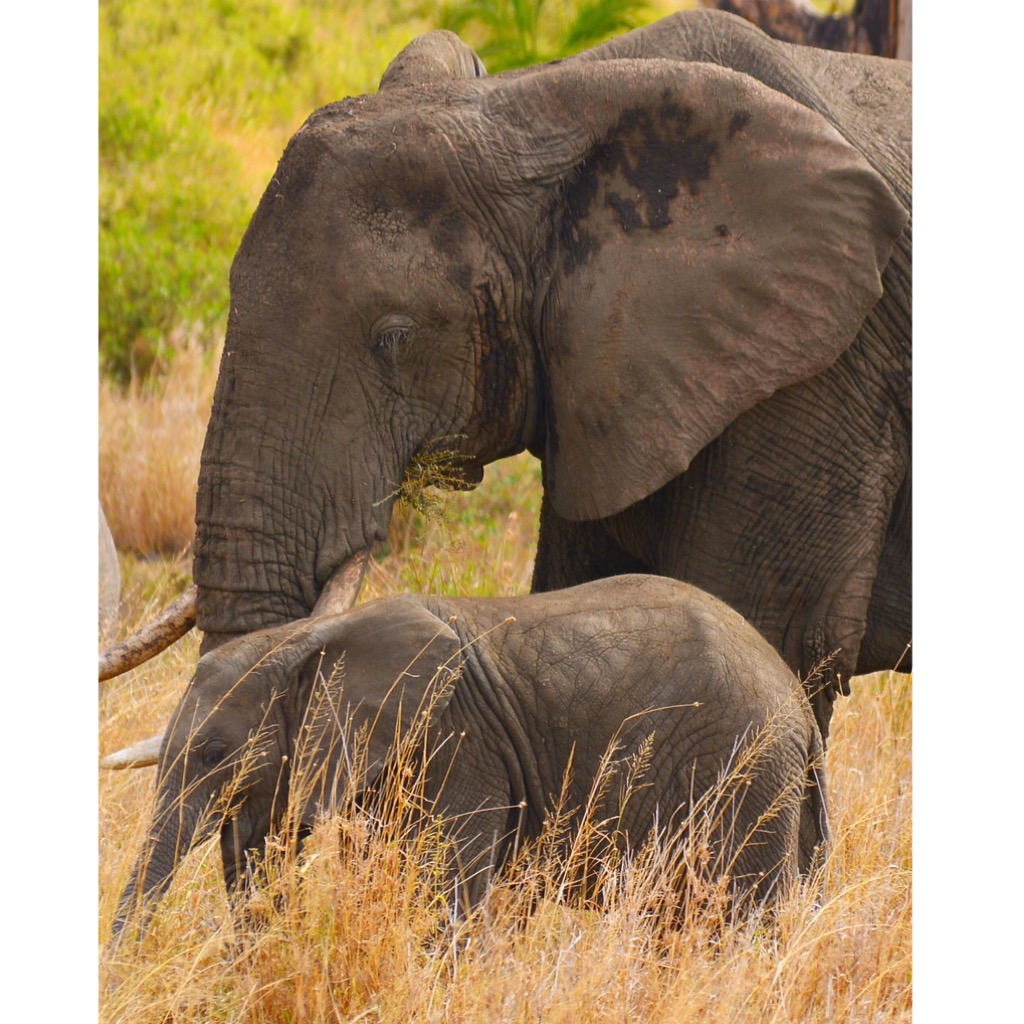 Serengeti elephant