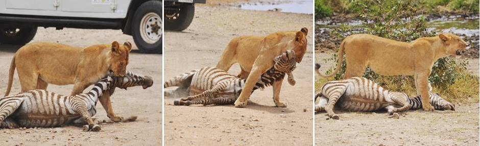 Serengeti lion hunting