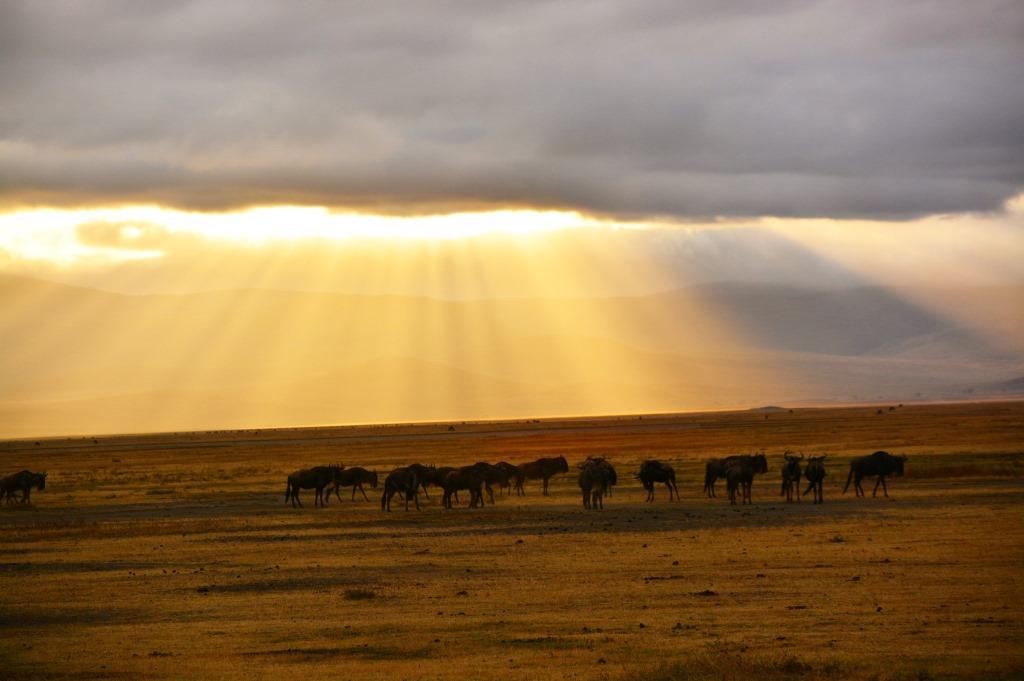 Serengeti Tanzania wildebeest