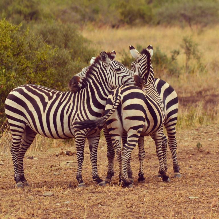 Serengeti Tanzania zebra